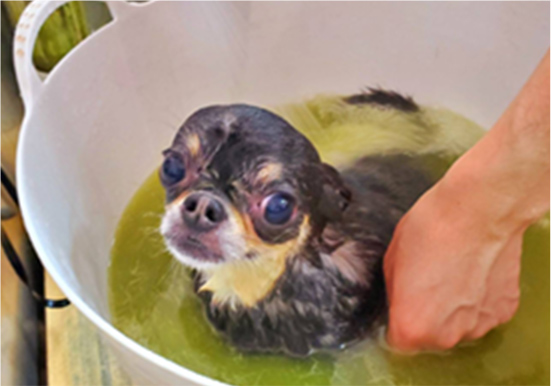 わんちゃんハーブパック