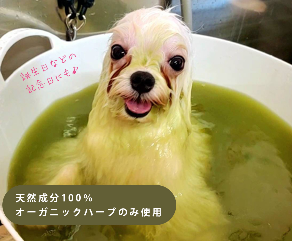 天然成分100％オーガニックハーブのみ使用